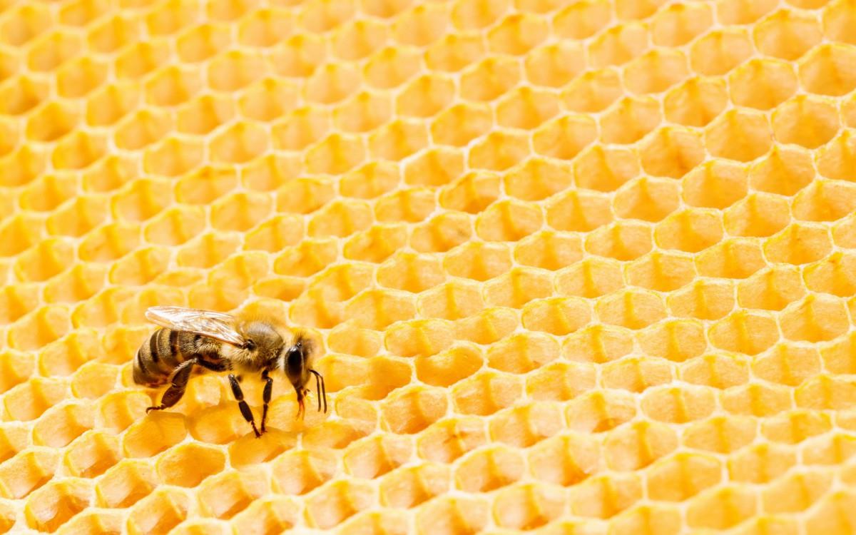 蜂蜜蜂巢图片