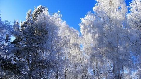 玉树琼枝雪景图片