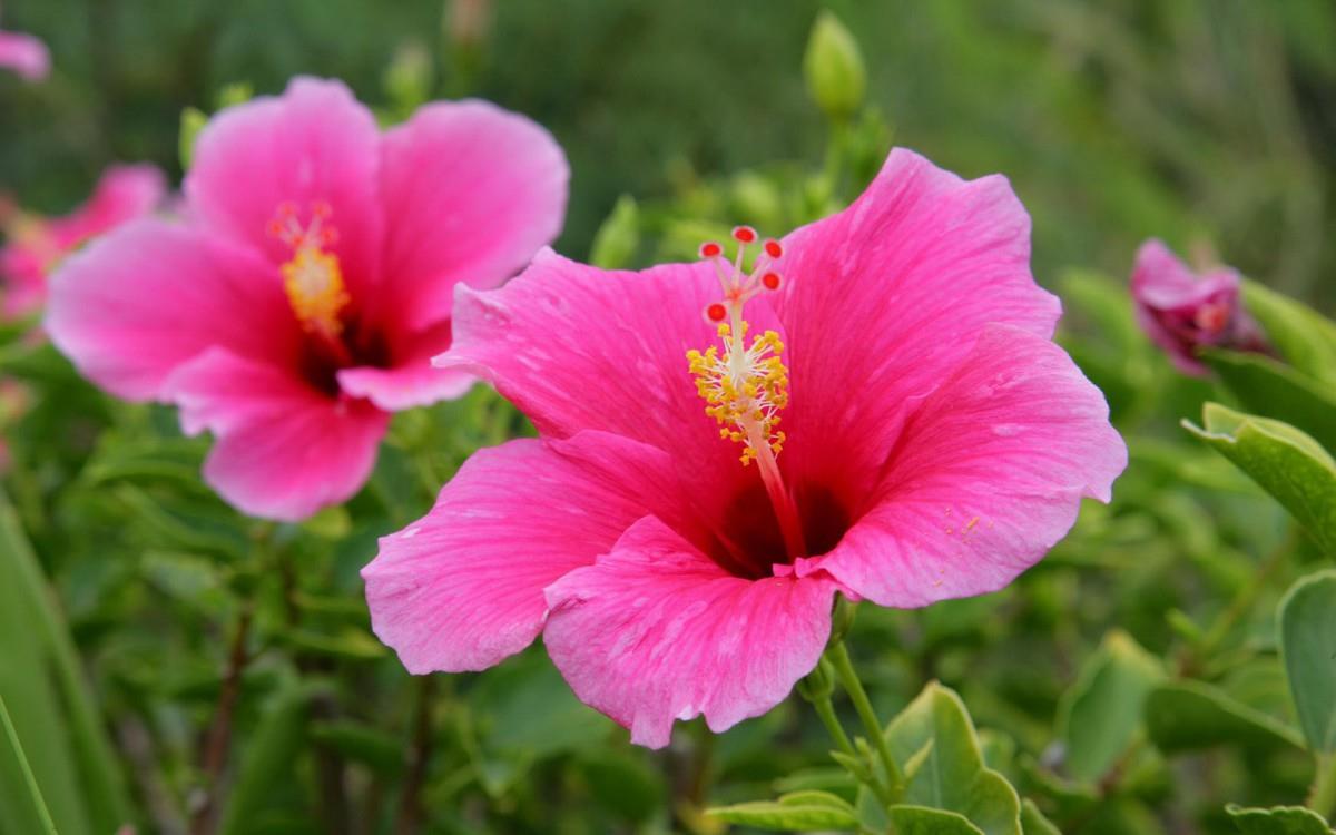 温柔的木槿花图片