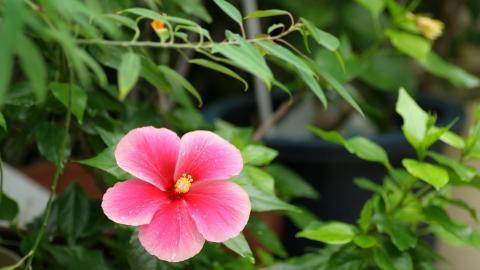 温柔的木槿花图片