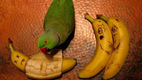 水果之王香蕉Bananas图片