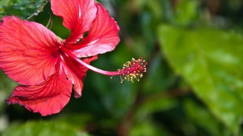 温柔的木槿花图片