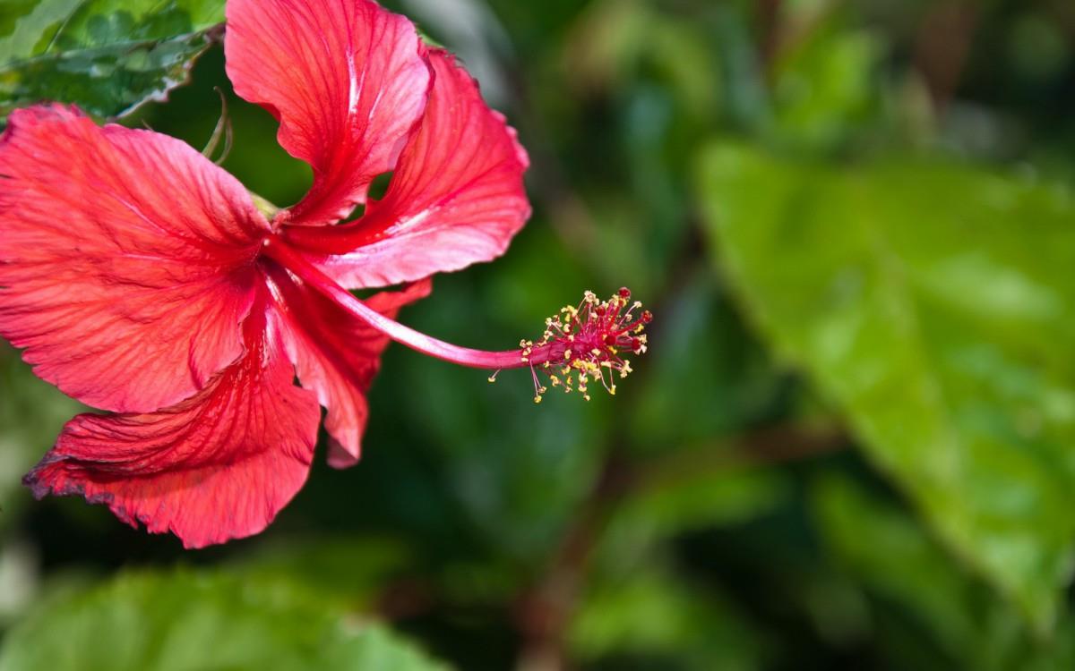 温柔的木槿花图片