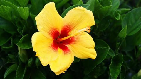 温柔的木槿花图片