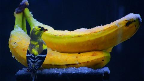 水果之王香蕉Bananas图片
