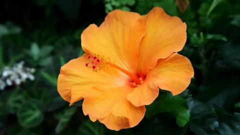 温柔的木槿花图片