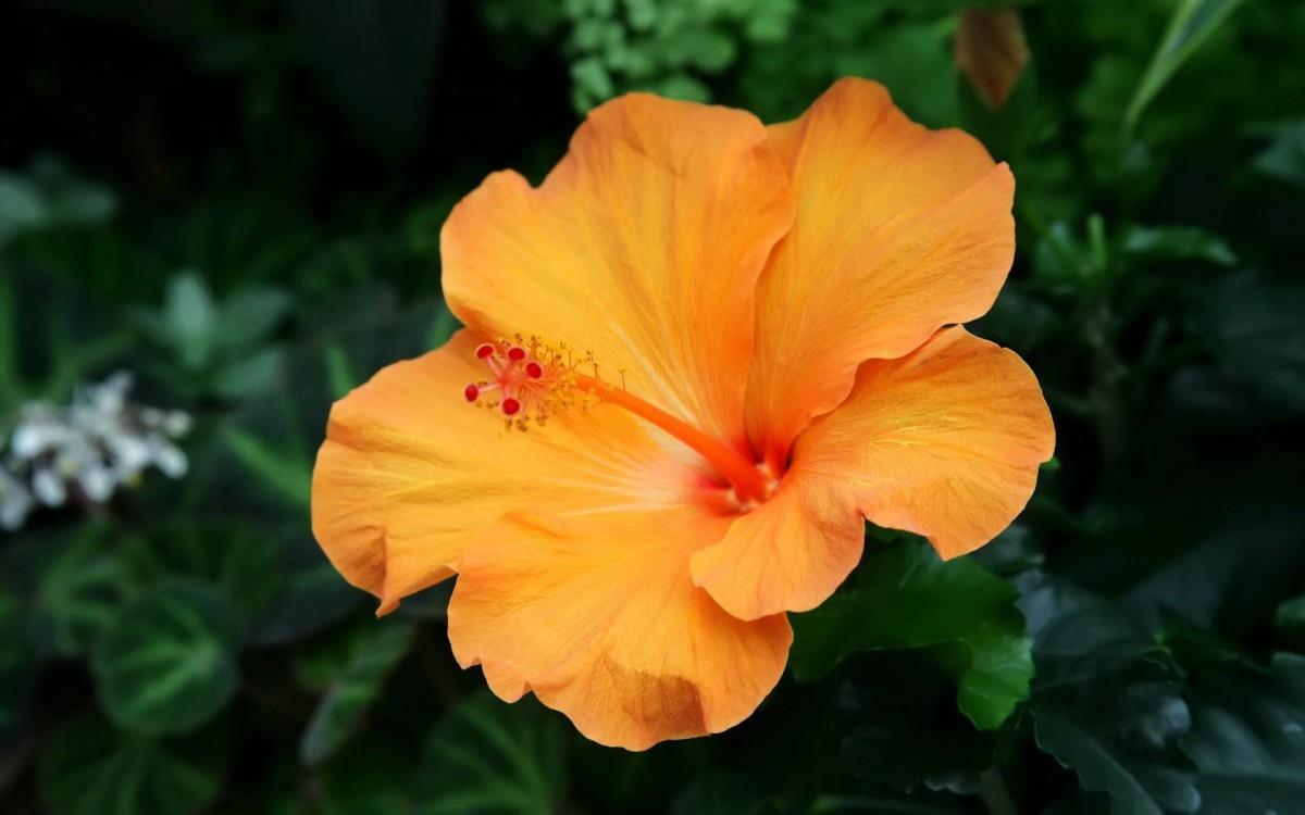 温柔的木槿花图片