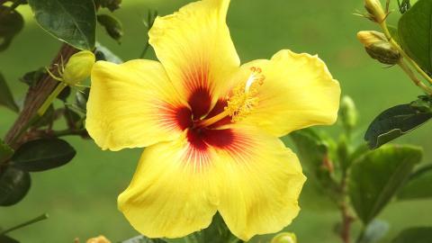 温柔的木槿花图片