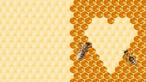 蜂蜜蜂巢图片