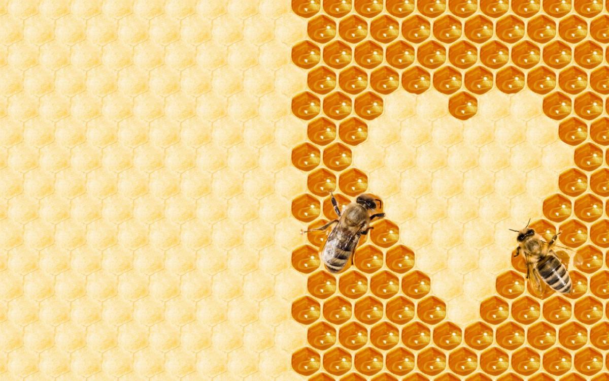 蜂蜜蜂巢图片