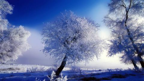 玉树琼枝雪景图片