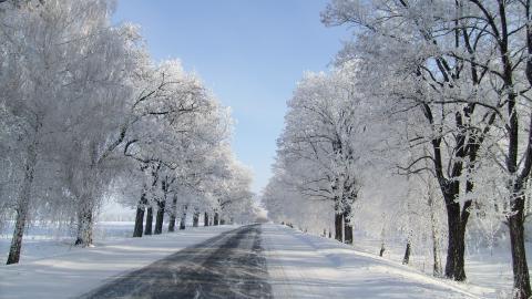 玉树琼枝雪景图片