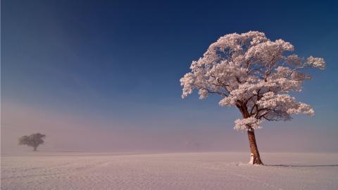 玉树琼枝雪景图片