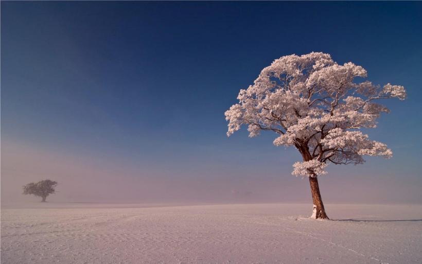 玉树琼枝雪景图片