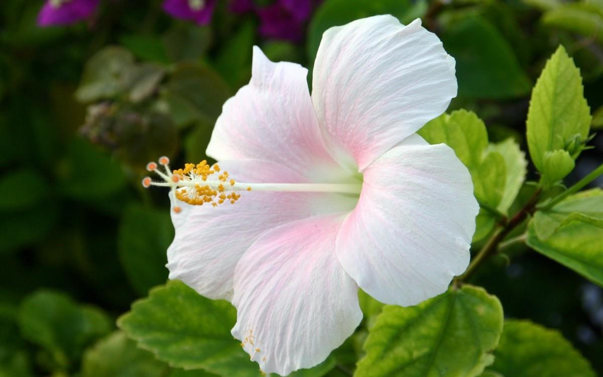 温柔的木槿花图片