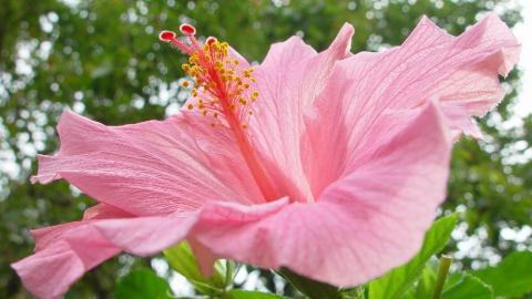 温柔的木槿花图片