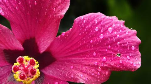 温柔的木槿花图片