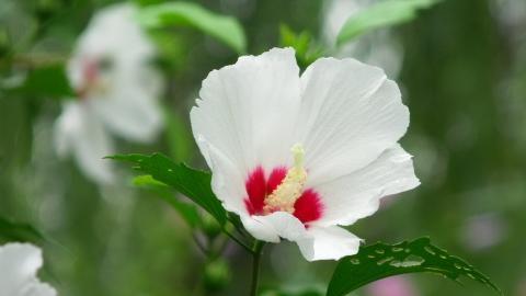 温柔的木槿花图片