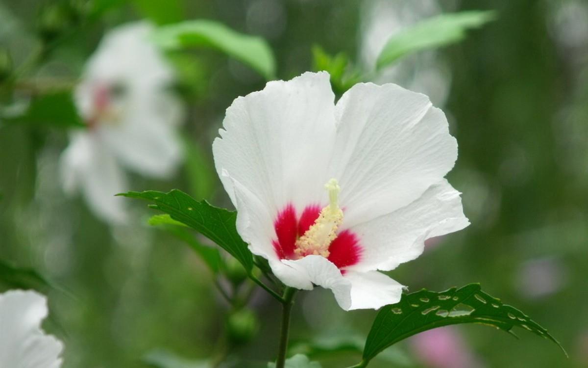 温柔的木槿花图片