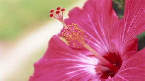 温柔的木槿花图片