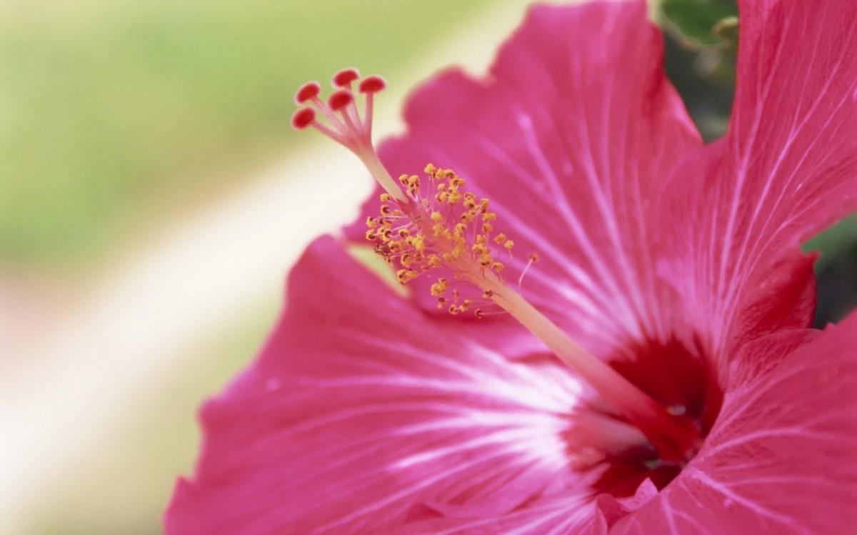 温柔的木槿花图片