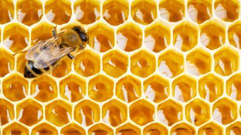 蜂蜜蜂巢图片