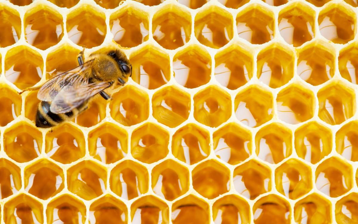 蜂蜜蜂巢图片
