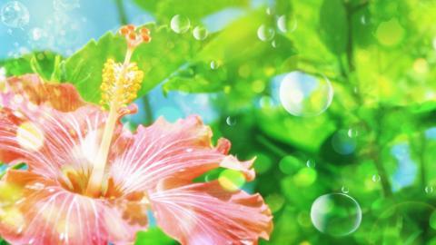 温柔的木槿花图片