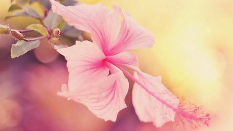 温柔的木槿花图片