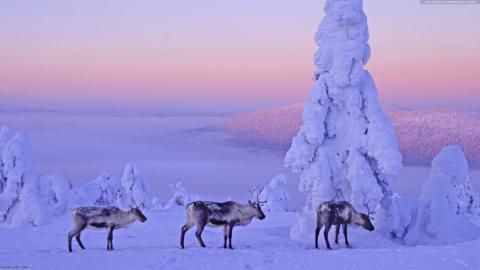 玉树琼枝雪景图片