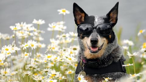 澳洲牧羊犬图片