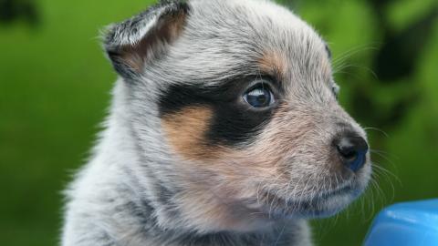 澳洲牧羊犬图片