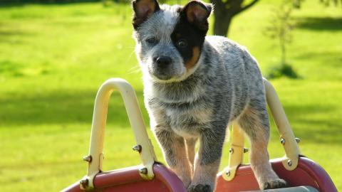 澳洲牧羊犬图片