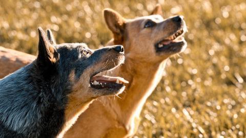 澳洲牧羊犬图片