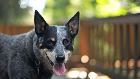 澳洲牧羊犬图片