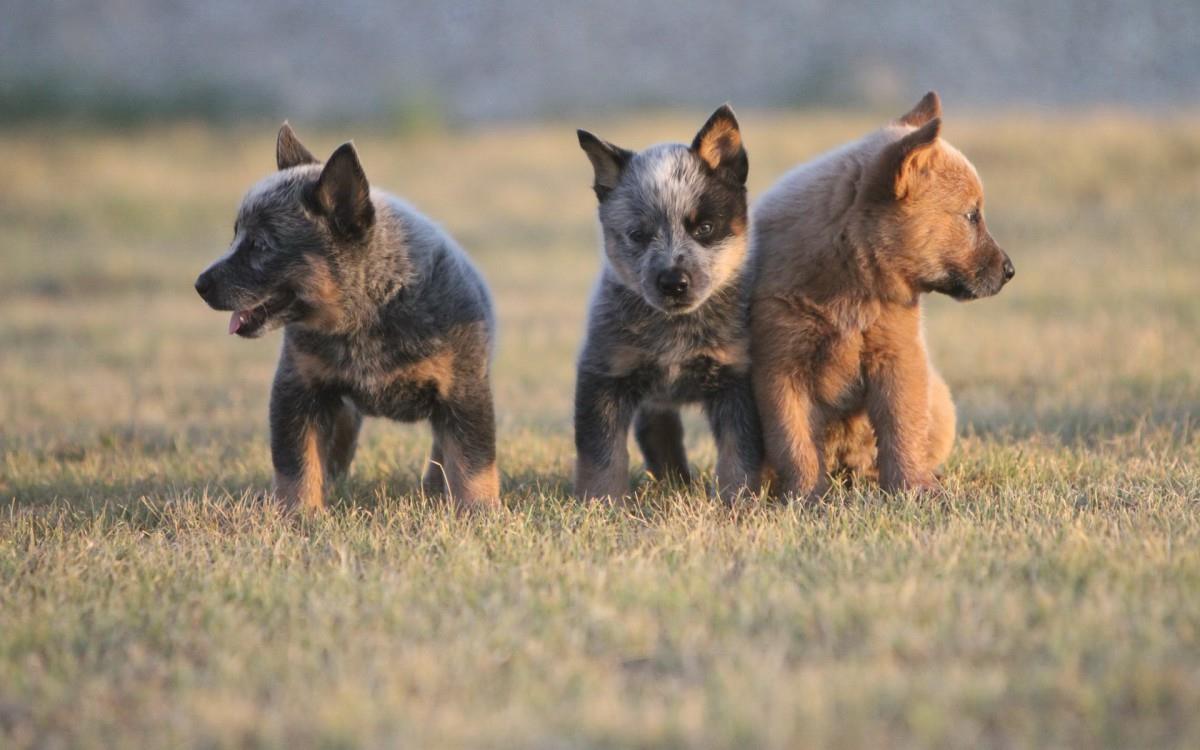 澳洲牧羊犬图片