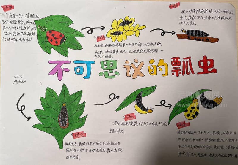 不可思议的瓢虫手抄报图片-有关瓢虫手抄报 15张生物手抄报