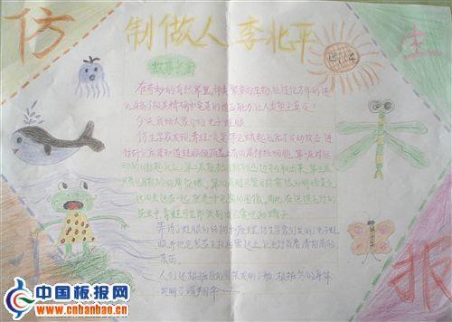 仿生手抄报作品 12张生物手抄报