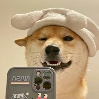 高清自恋狗狗拿苹果手机拍照的照片头像