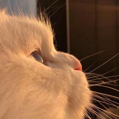 苏瓷唯美可爱宠物头像猫咪卡哇伊宠物