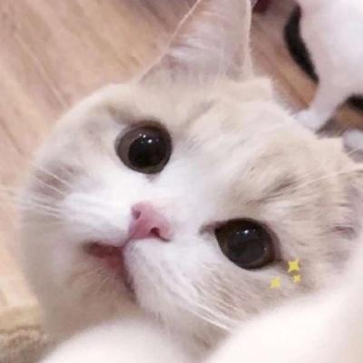 超可爱猫咪头像/韩柒