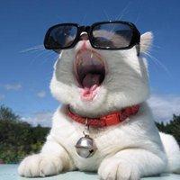猫戴墨镜非常酷微信头像图片