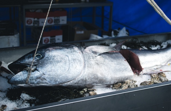 美味食材金枪鱼刺身寿司沙拉高清4K壁纸图片