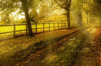 阳光穿过丛林的唯美风景高清2k1080p壁纸大全