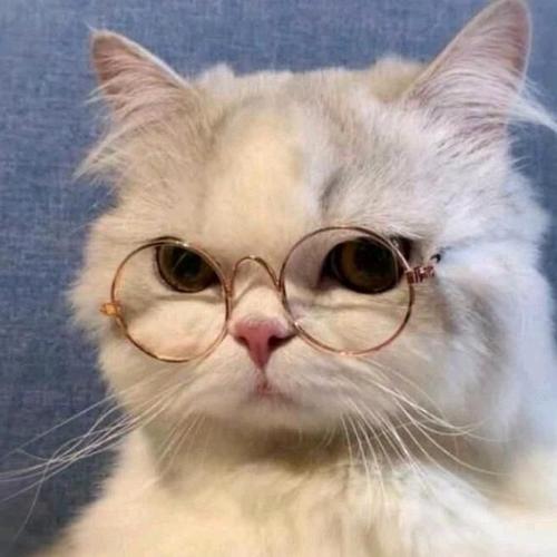 戴眼镜猫