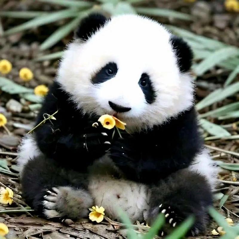 熊猫图片可爱100张