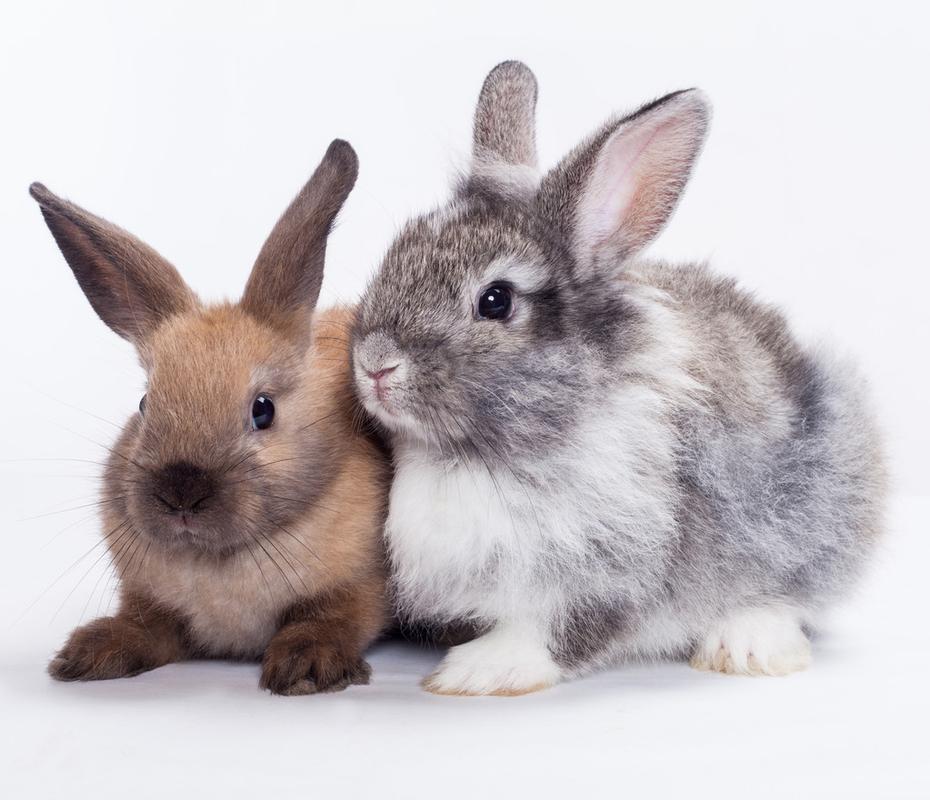 两只兔子图片相亲相爱