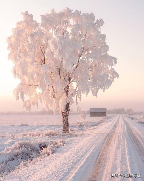 冬季图片唯美