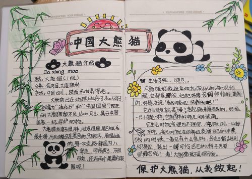 爱护熊猫的手抄报图片