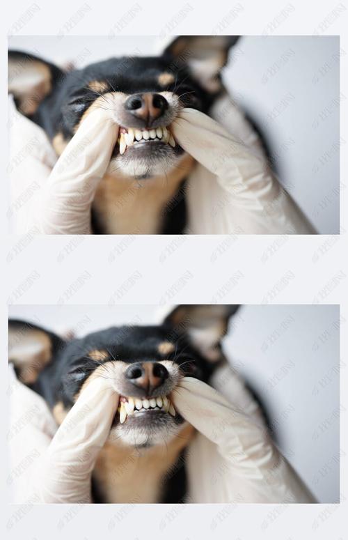 狗牙齿图片